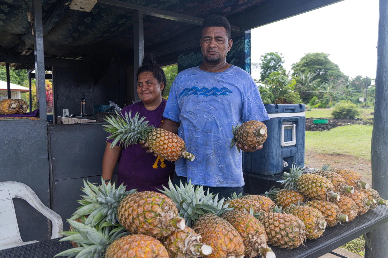 Pineapple season sweetens life for Tuanai family