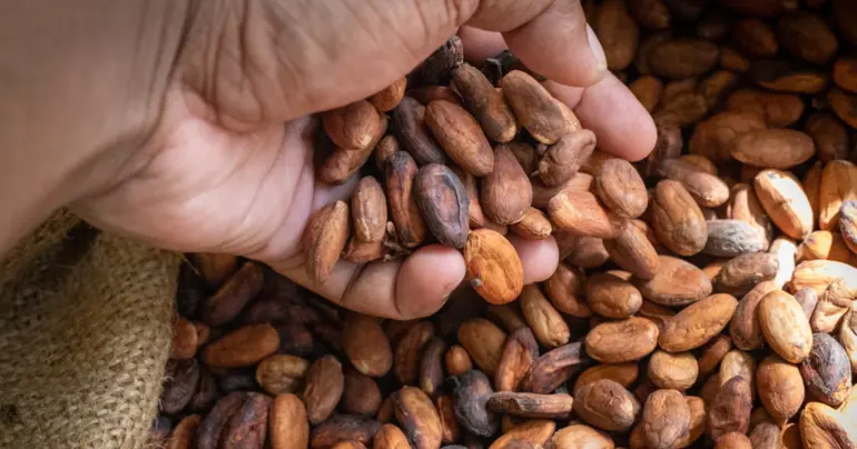 Samoa leads global cocoa project