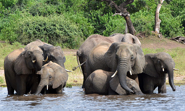 Botswana hires Hollywood firm to fight elephant hunting PR
