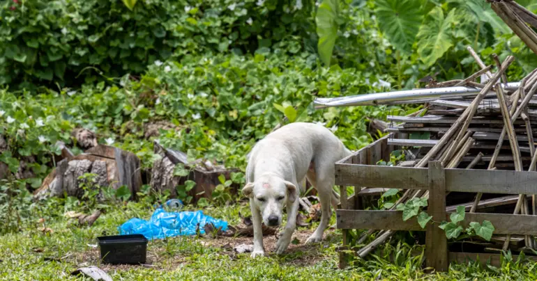 Stray dogs still a problem