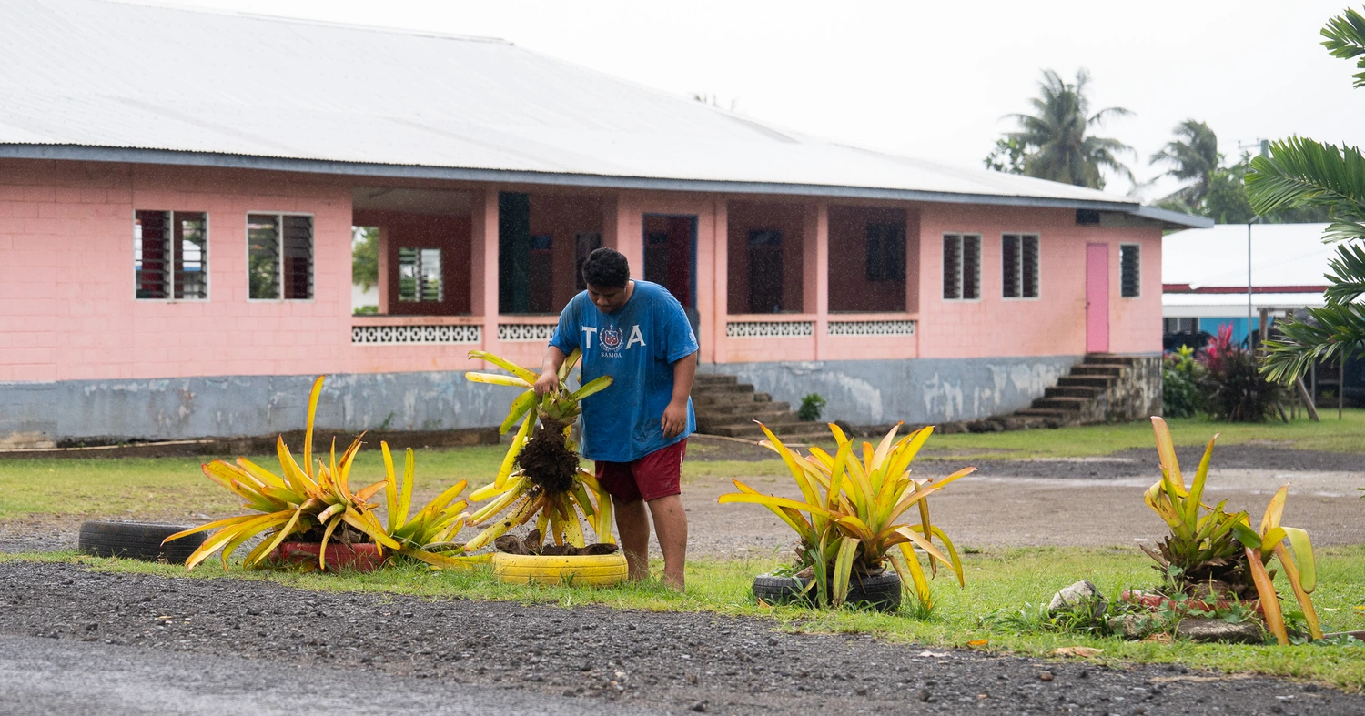 Vailele ordered to remove all 'fala' plants