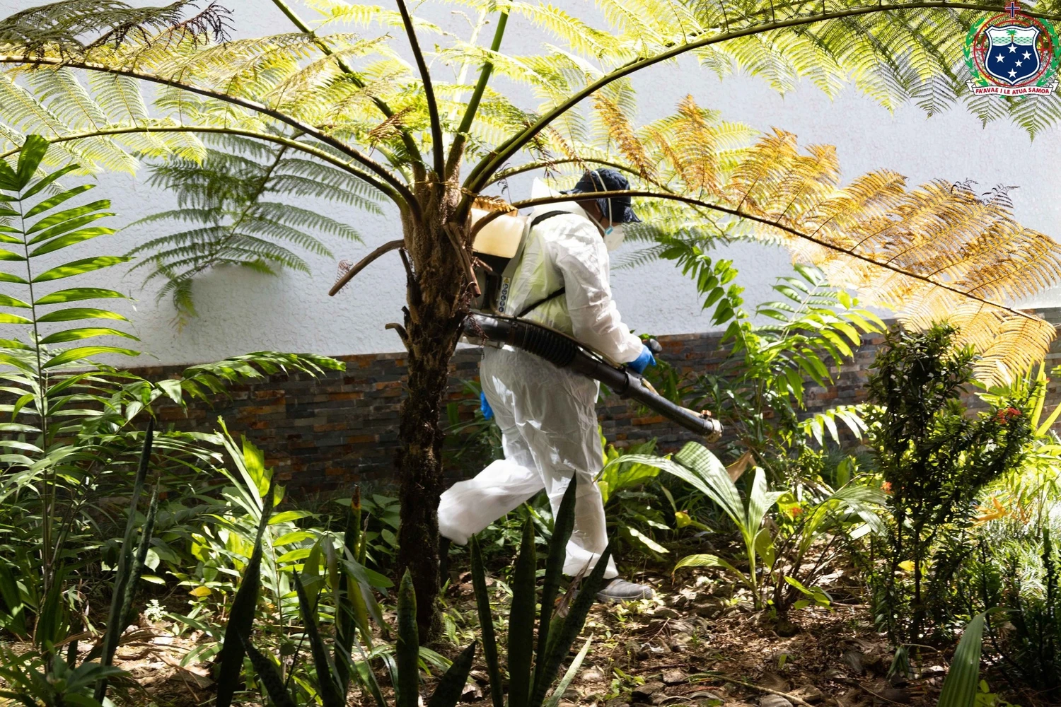Dengue response: Nationwide fumigation begins