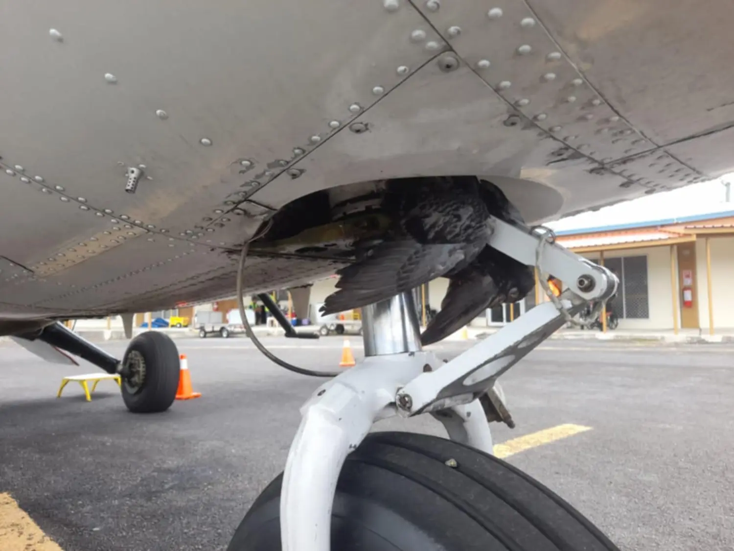 Bird strike disrupts Pago flight, passengers safe