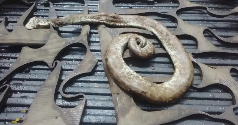Protect the Pacific Boa