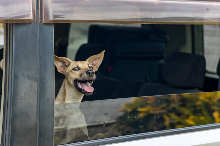 NZ vets to start desexing clinics next month