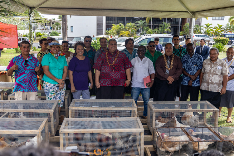 Samoa Observer Reviving Samoa's poultry industry