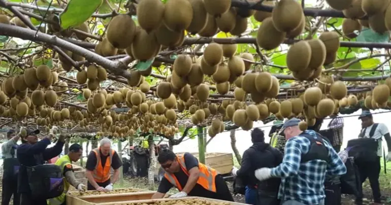 RSE changes: employers win, Pacific workers lose