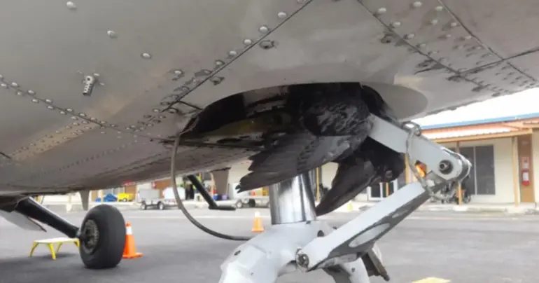 Bird strike disrupts Pago flight, passengers safe