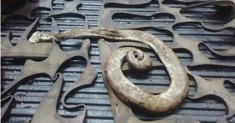 Snake found in Siumu 