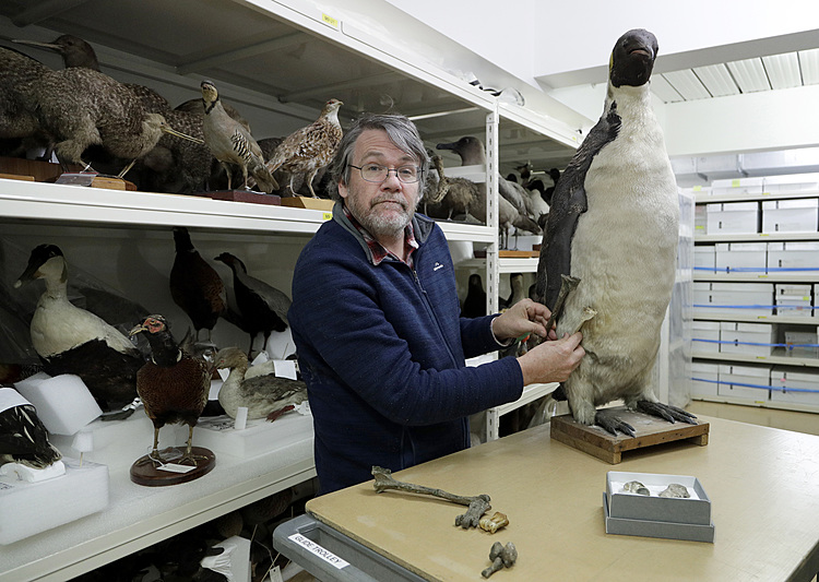 Scientists say monster penguin once swam New Zealand oceans