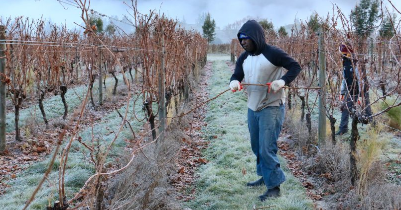 Pacific seasonal workers’ participation in the R.S.E. scheme