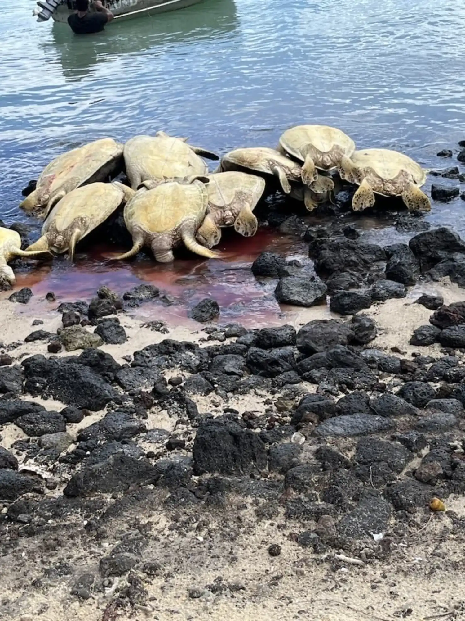 Turtles killed for village meeting 
