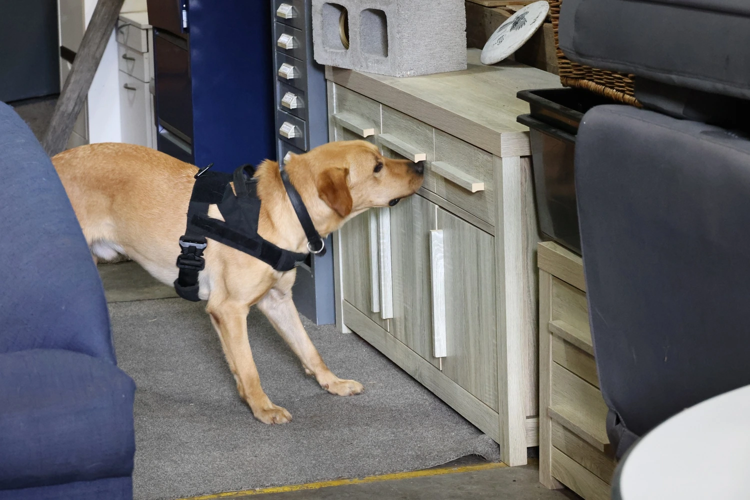 NZ approves two detector dogs for Samoa