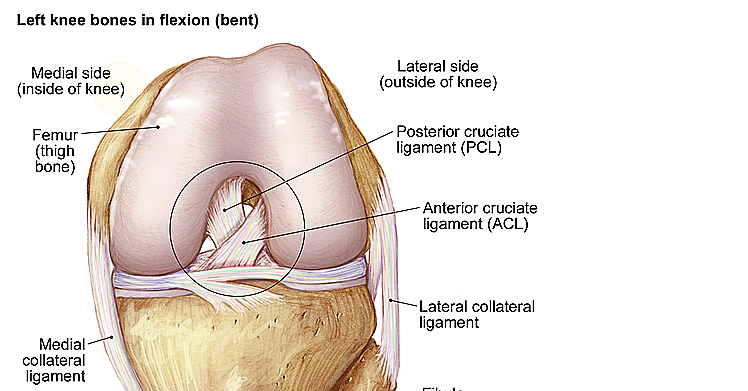 ACL Injuries and anatomy of the knee