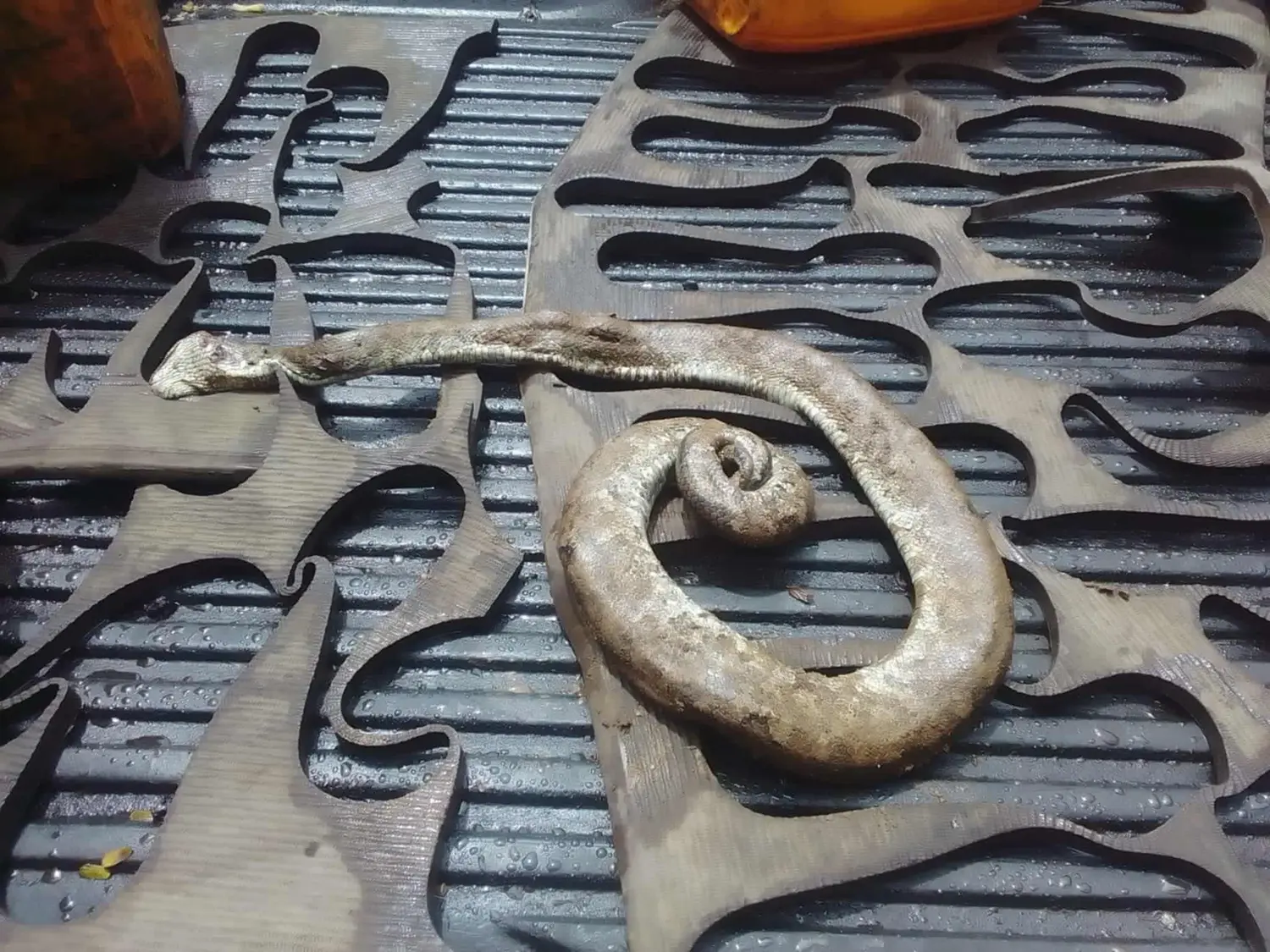 Snake found in Siumu 
