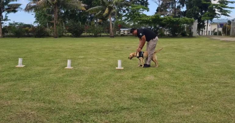 Probe starts in police dog overdose