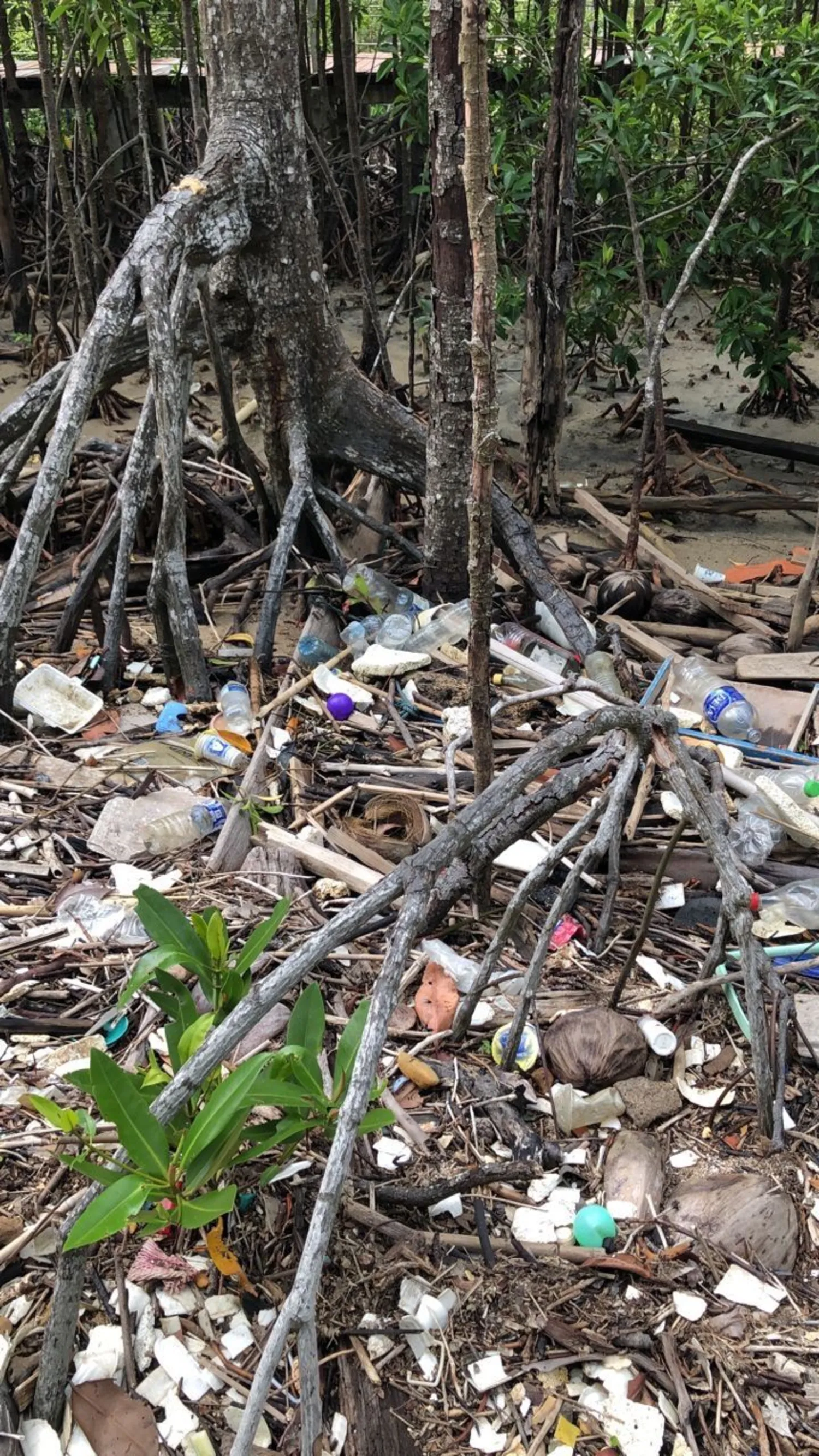 Sa'anapu mangroves under threat