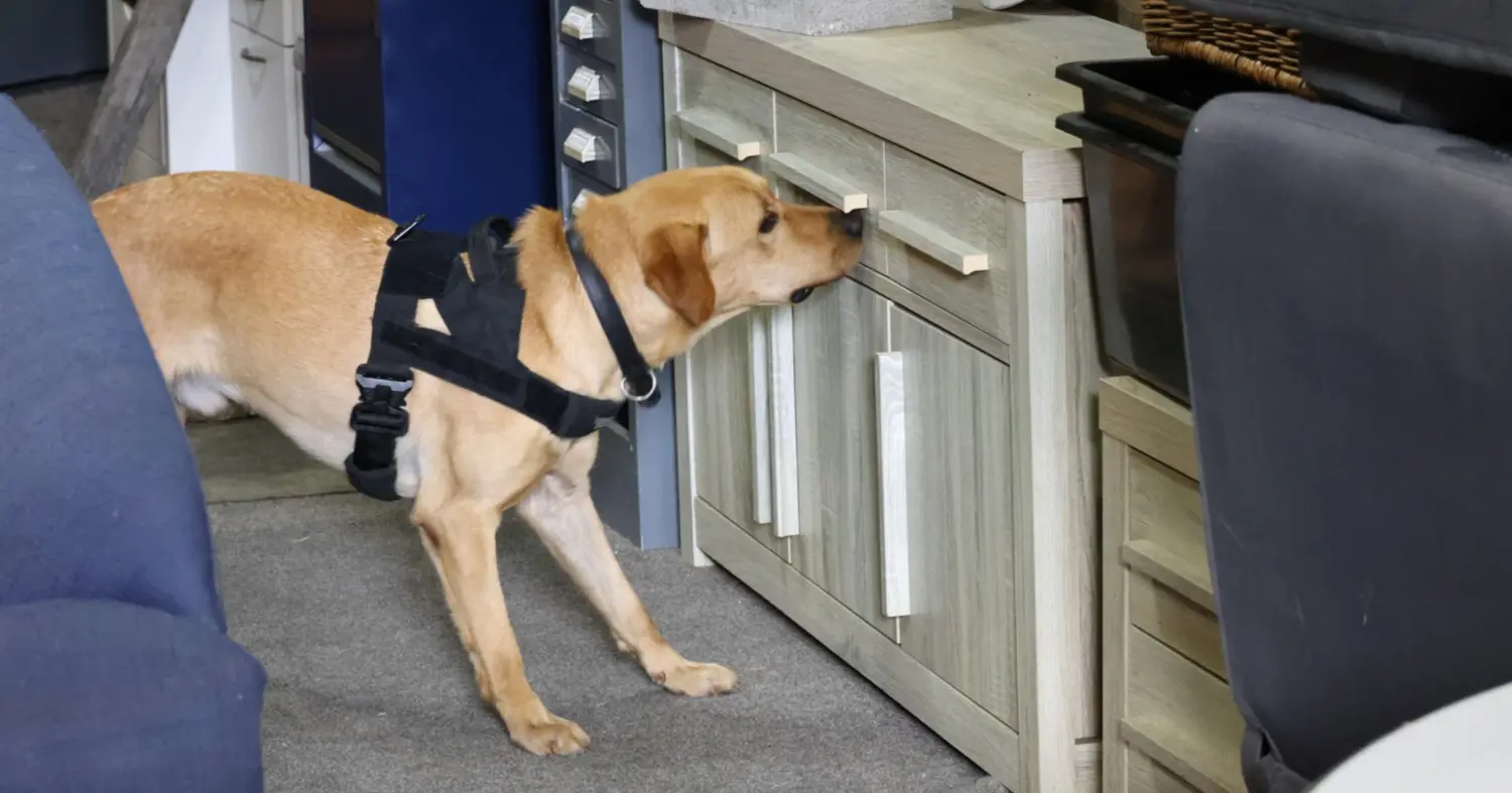 NZ approves two detector dogs for Samoa