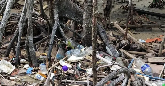 Sa'anapu mangroves under threat