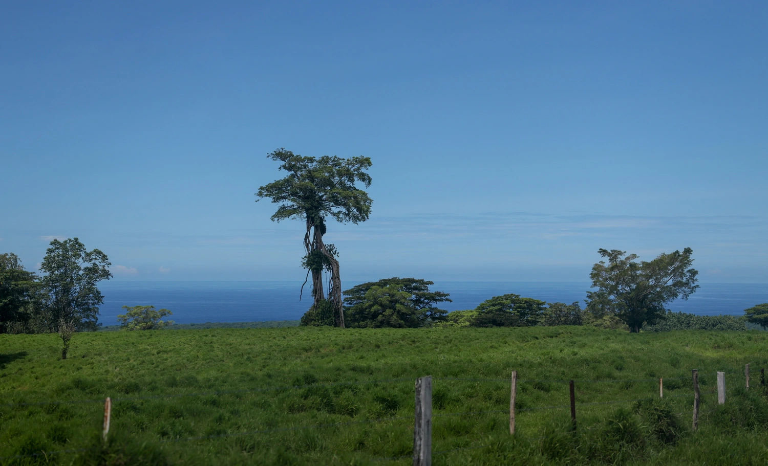 A Falealili voice on the 400 acres at Togitogiga