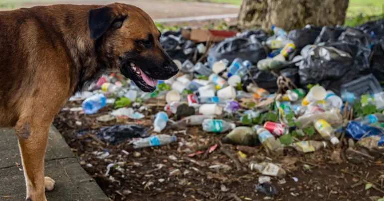 A Collective Responsibility: Combating Environmental Pollution 