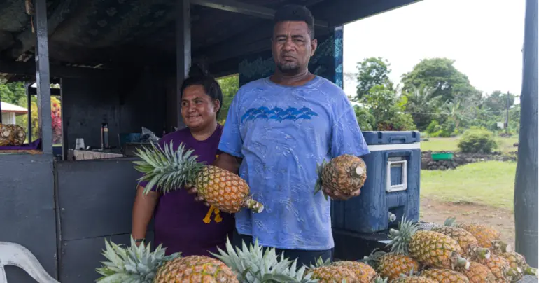 Pineapple season sweetens life for Tuanai family