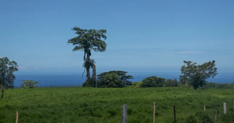 A Falealili voice on the 400 acres at Togitogiga