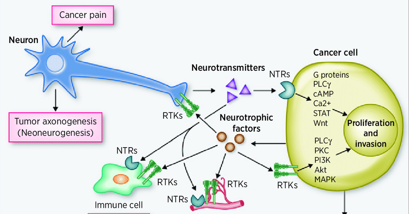 How our cells ‘talk’ to each other